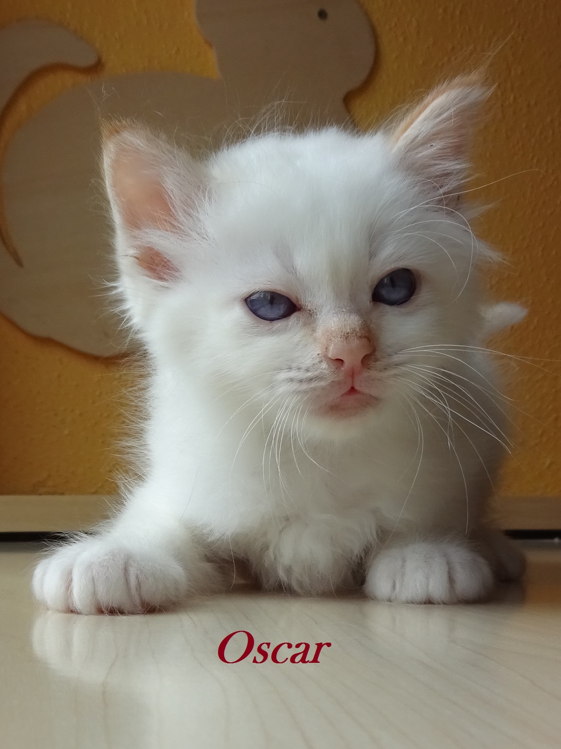 Oscar – Birma (Heilige Birma) Kitten, Red Point – Foto 2