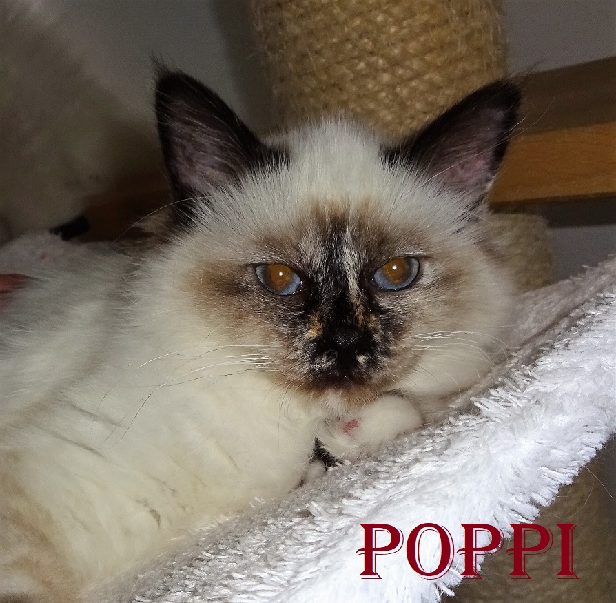 Poppi the cosy One – Heilige Birma, Seal Tortie Point – Foto 2