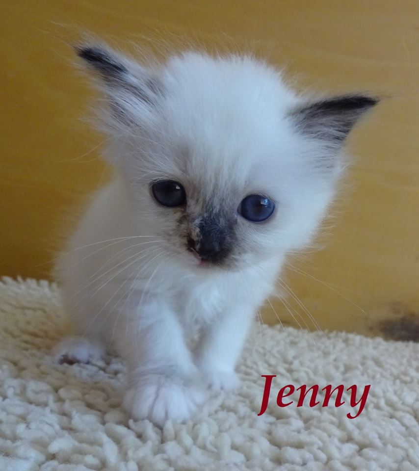 Jenny the cosy Beauty – Birma (Heilige Birma) Kitten, Seal Tortie Point – Foto 2