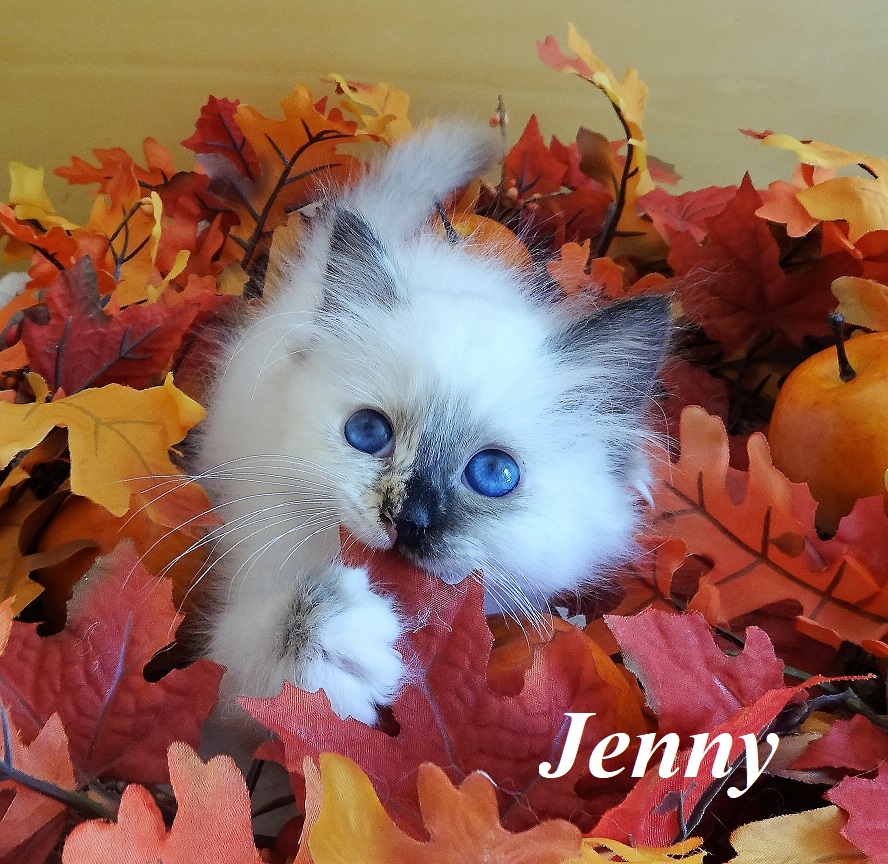 Jenny the cosy Beauty