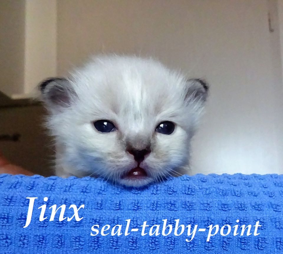 Jinx – Birma (Heilige Birma) Kitten, Seal Tabby Point – Foto 3