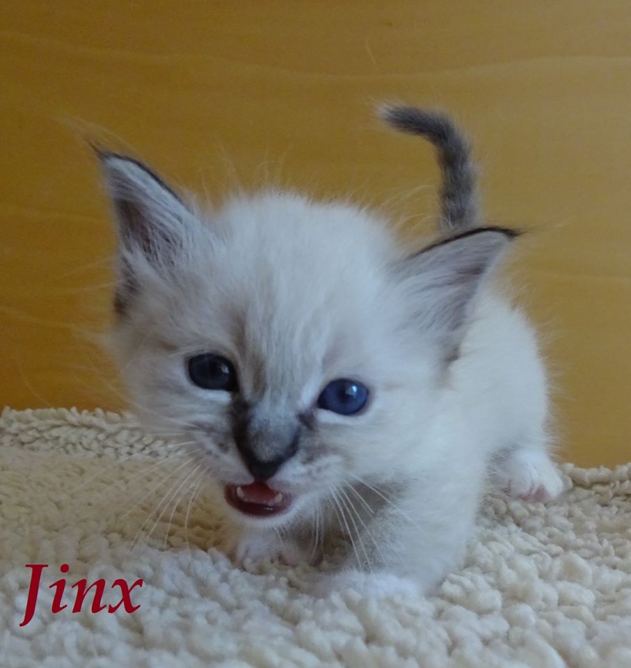 Jinx – Birma (Heilige Birma) Kitten, Seal Tabby Point – Foto 2