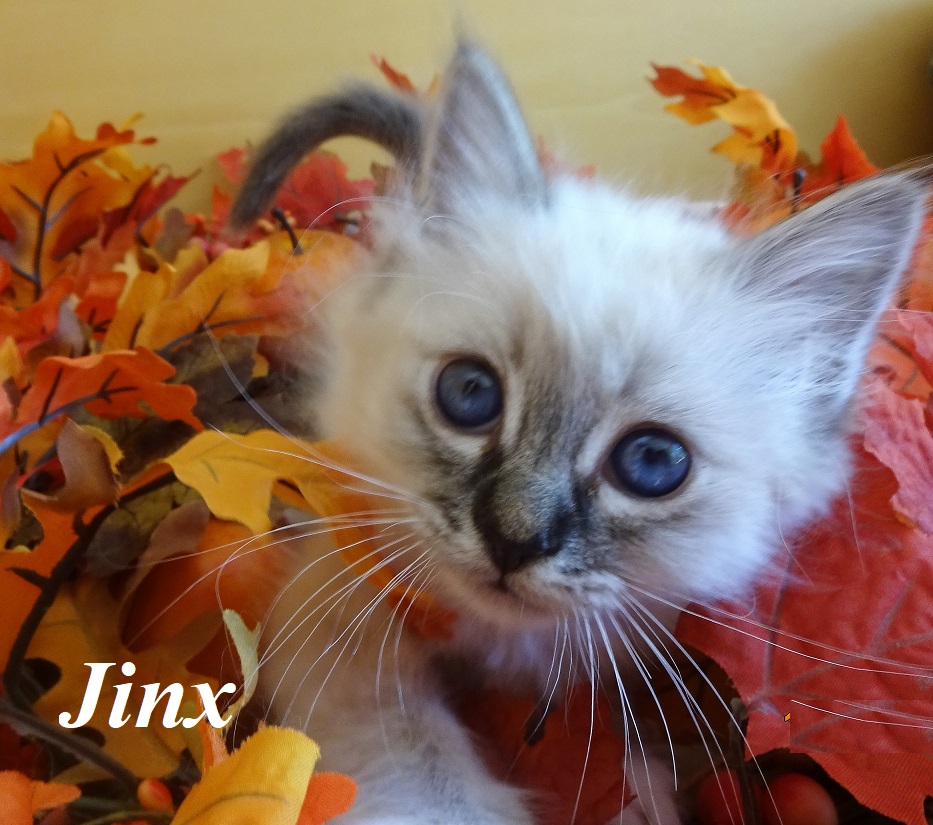 Jinx
