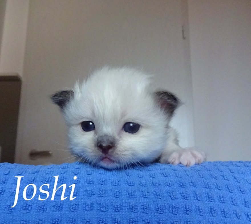 Joshi – Birma (Heilige Birma) Kitten, Seal Point – Foto 2