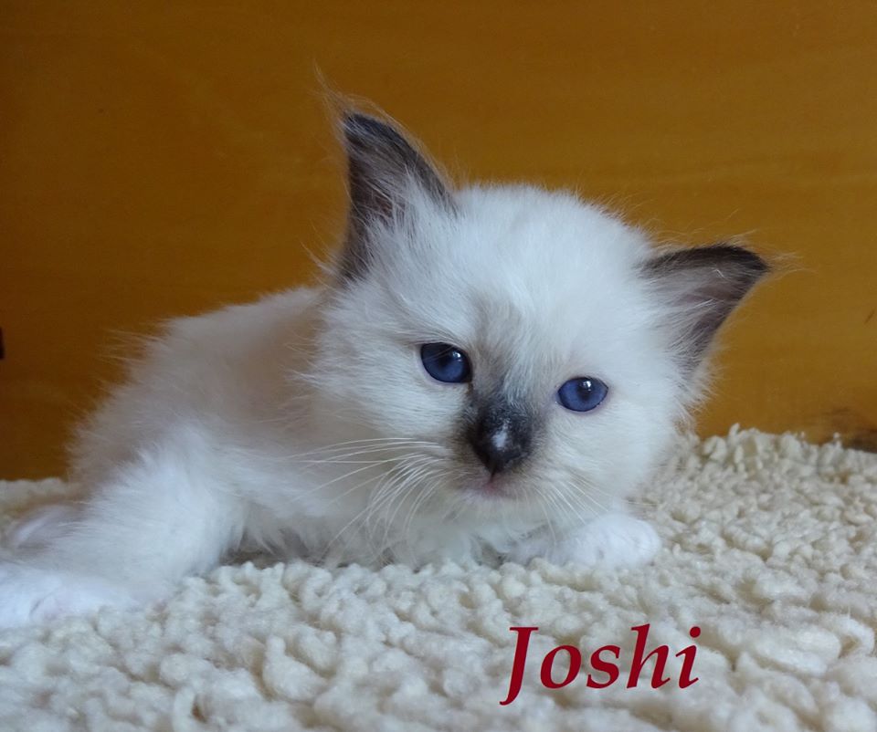 Joshi