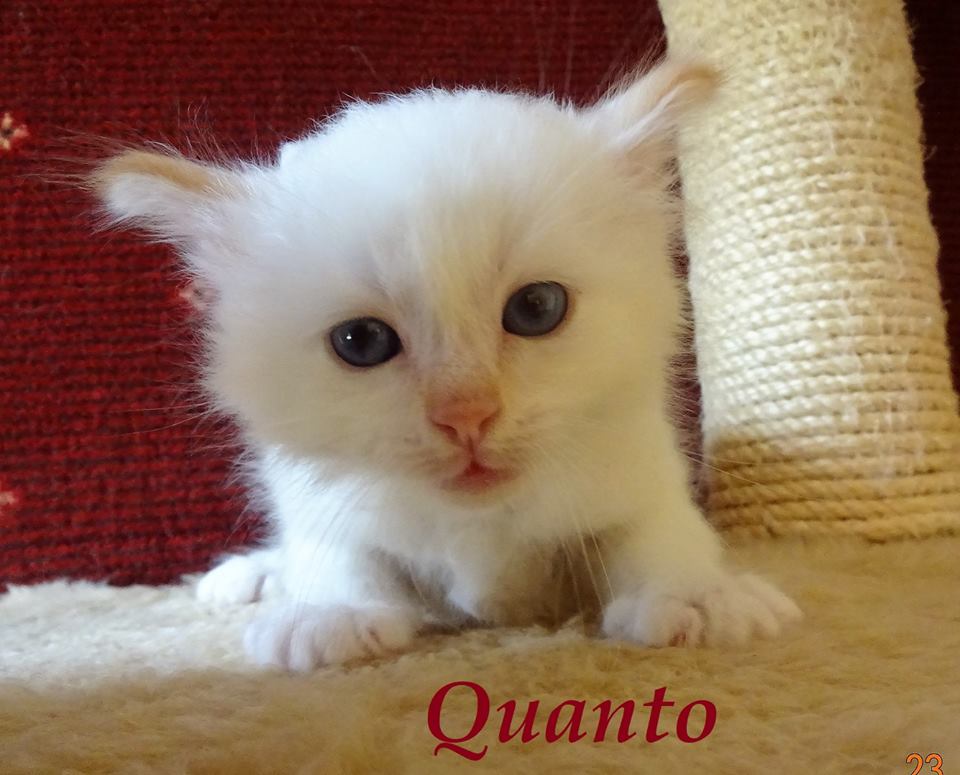 Quanto – Birma (Heilige Birma) Kitten, Red Tabby Point – Foto 2