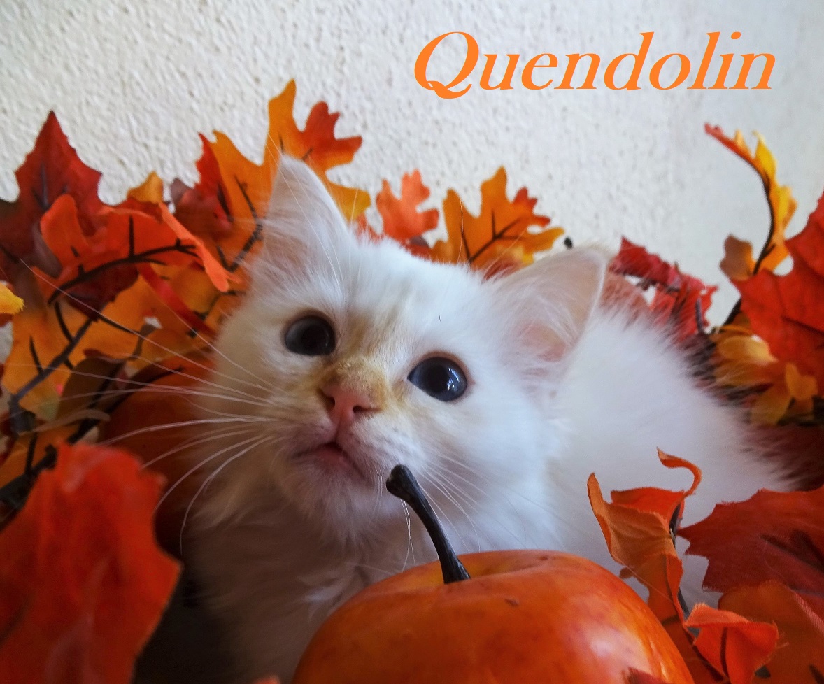 Quendolin the cosy One – chaton Sacré de Birmanie – Photo 2