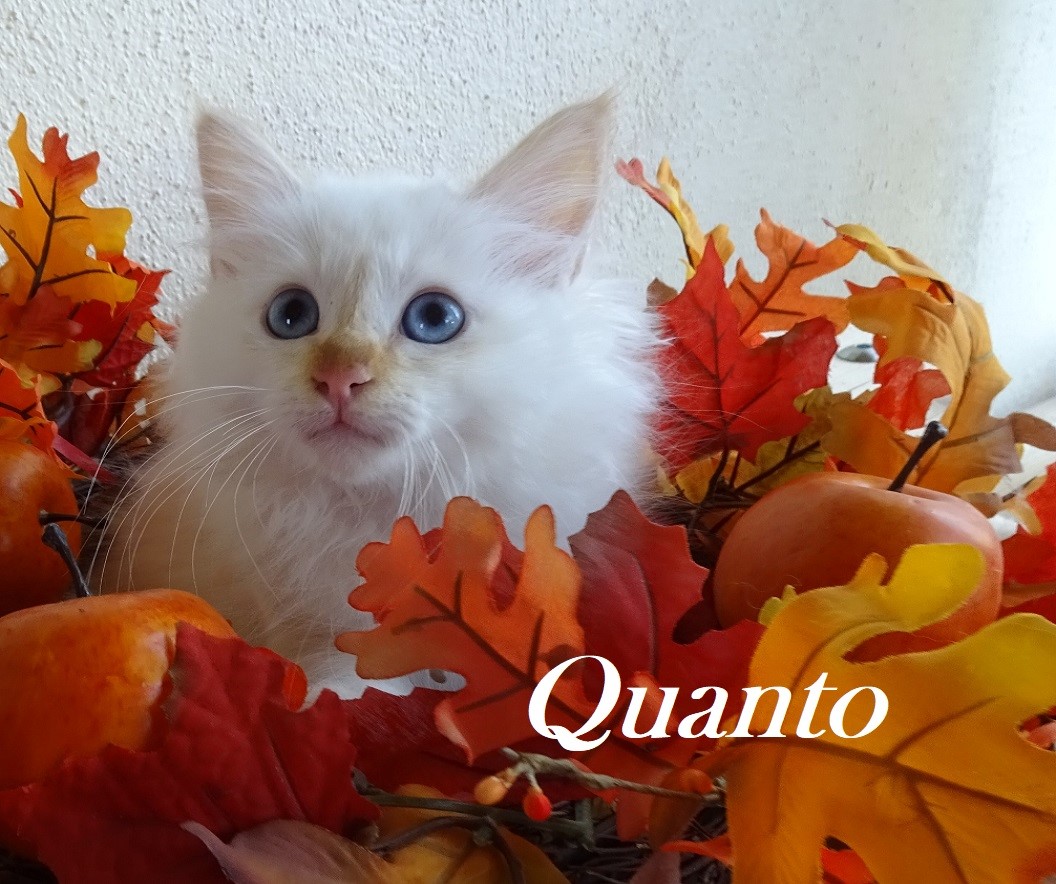 Quendolin the cosy One