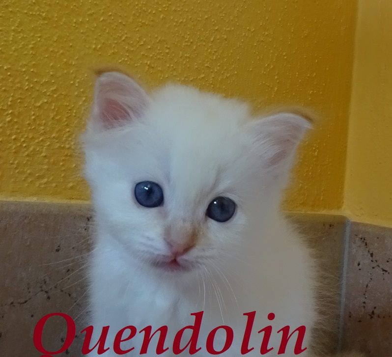 Quendolin the cosy One – chaton Sacré de Birmanie – Photo 3
