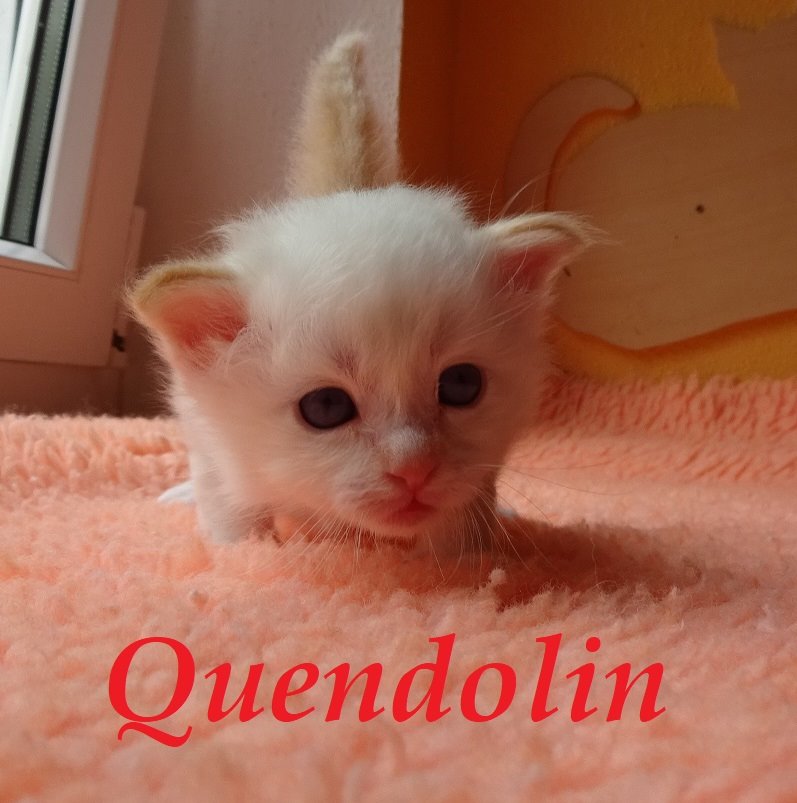 Quendolin the cosy One – chaton Sacré de Birmanie – Photo 4