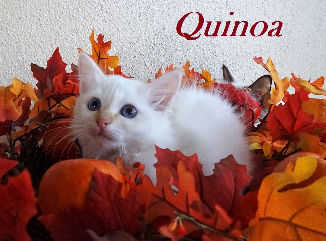 Quinoa