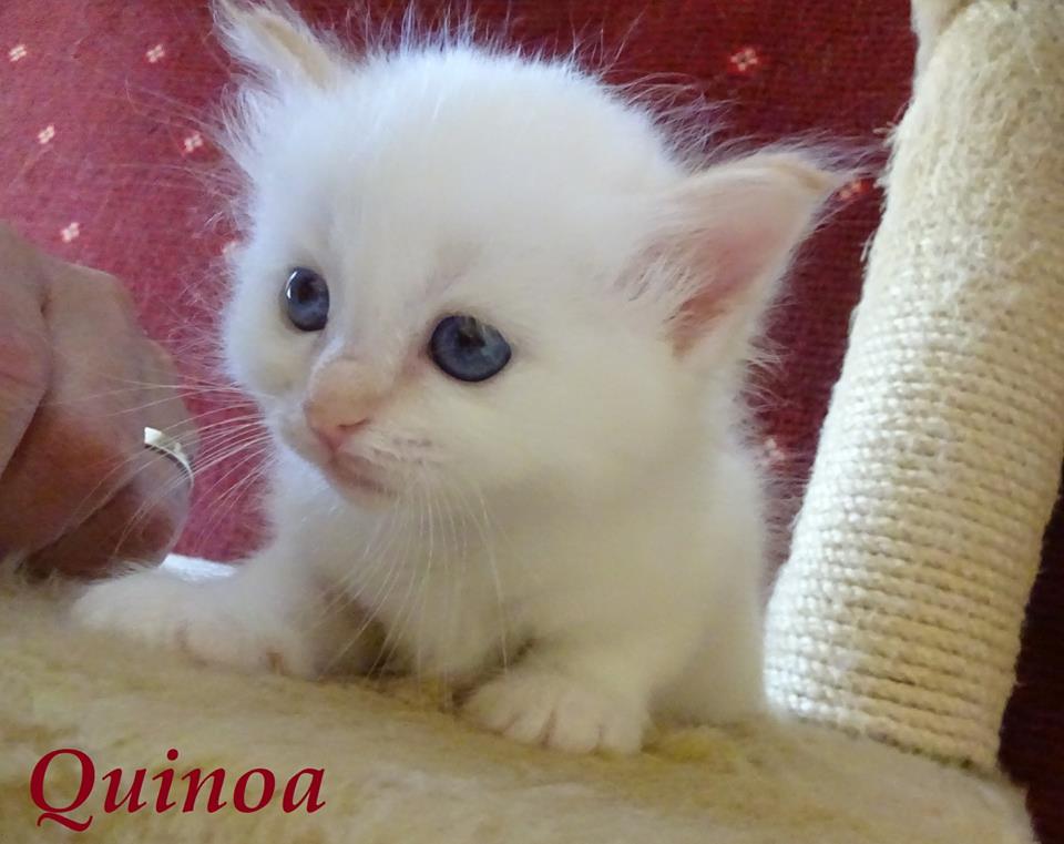 Quinoa – Birma (Heilige Birma) Kitten – Foto 2