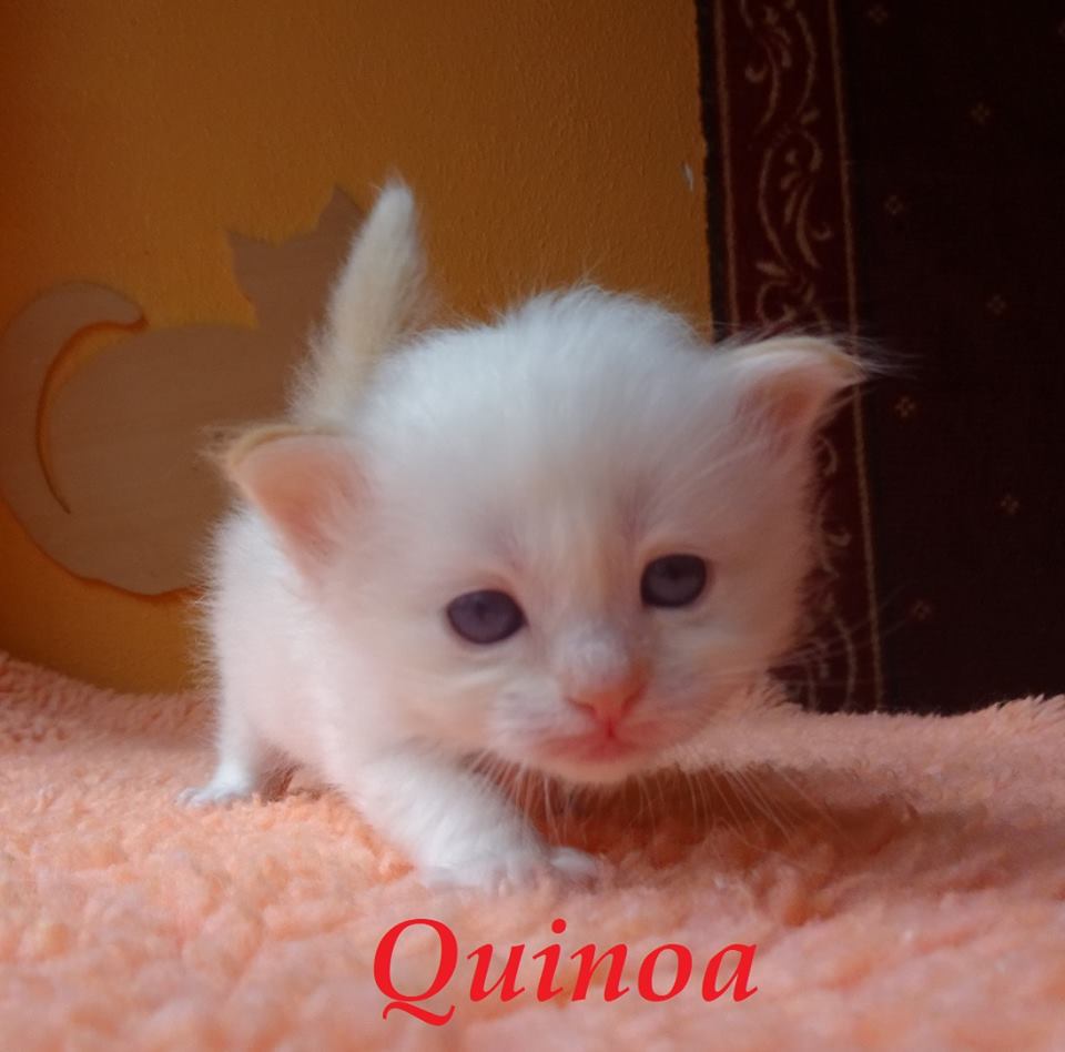 Quinoa – Birma (Heilige Birma) Kitten – Foto 3
