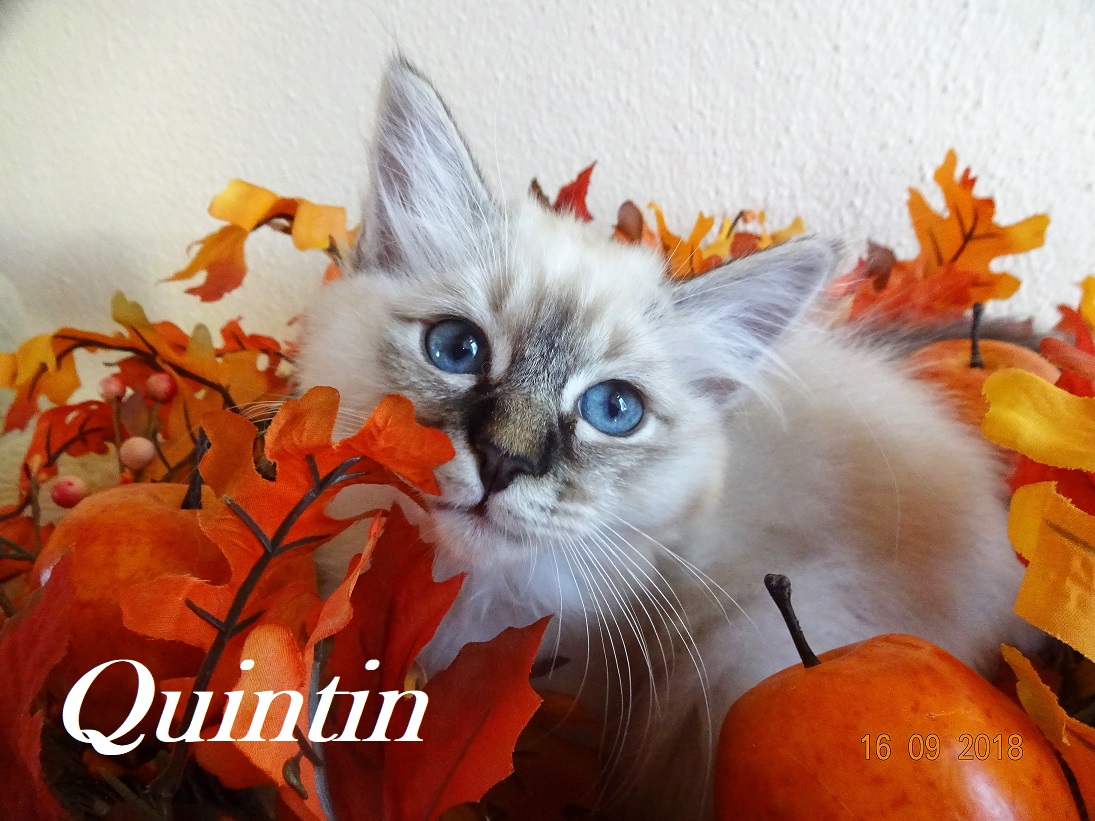 Quintin