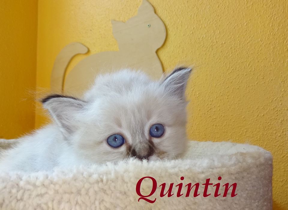 Quintin – Birma (Heilige Birma) Kitten, Seal Tabby Point – Foto 2