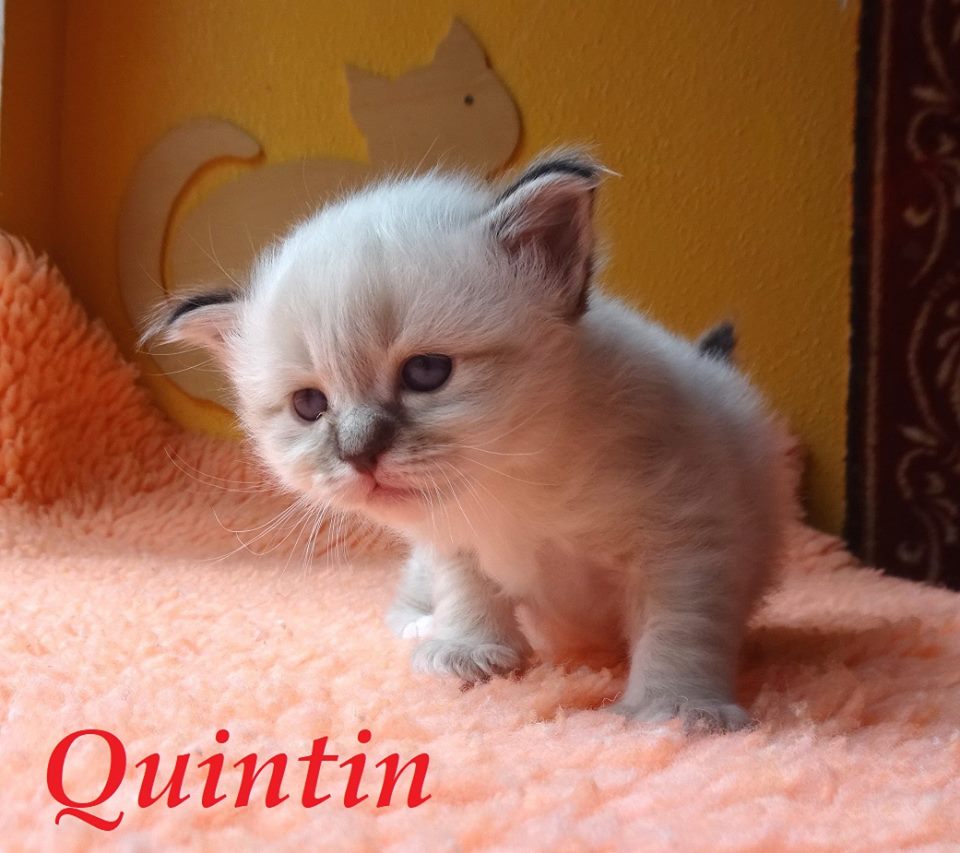 Quintin – Birma (Heilige Birma) Kitten, Seal Tabby Point – Foto 3