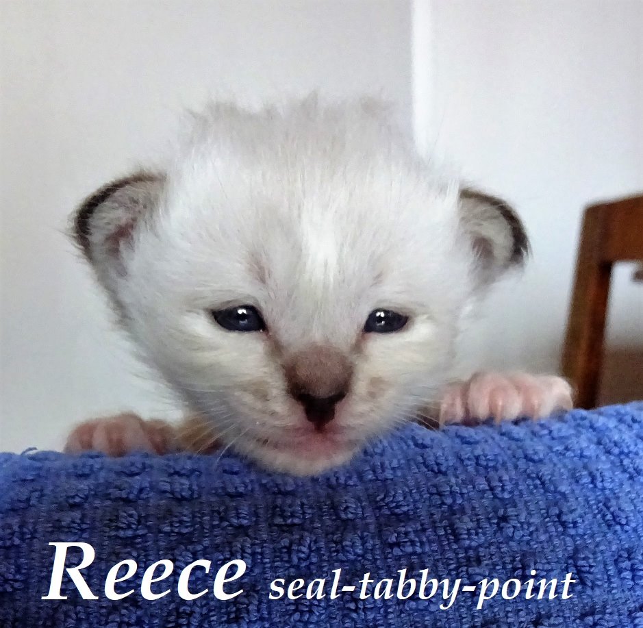 Reece – Birma (Heilige Birma) Kitten, Seal Tabby Point – Foto 3