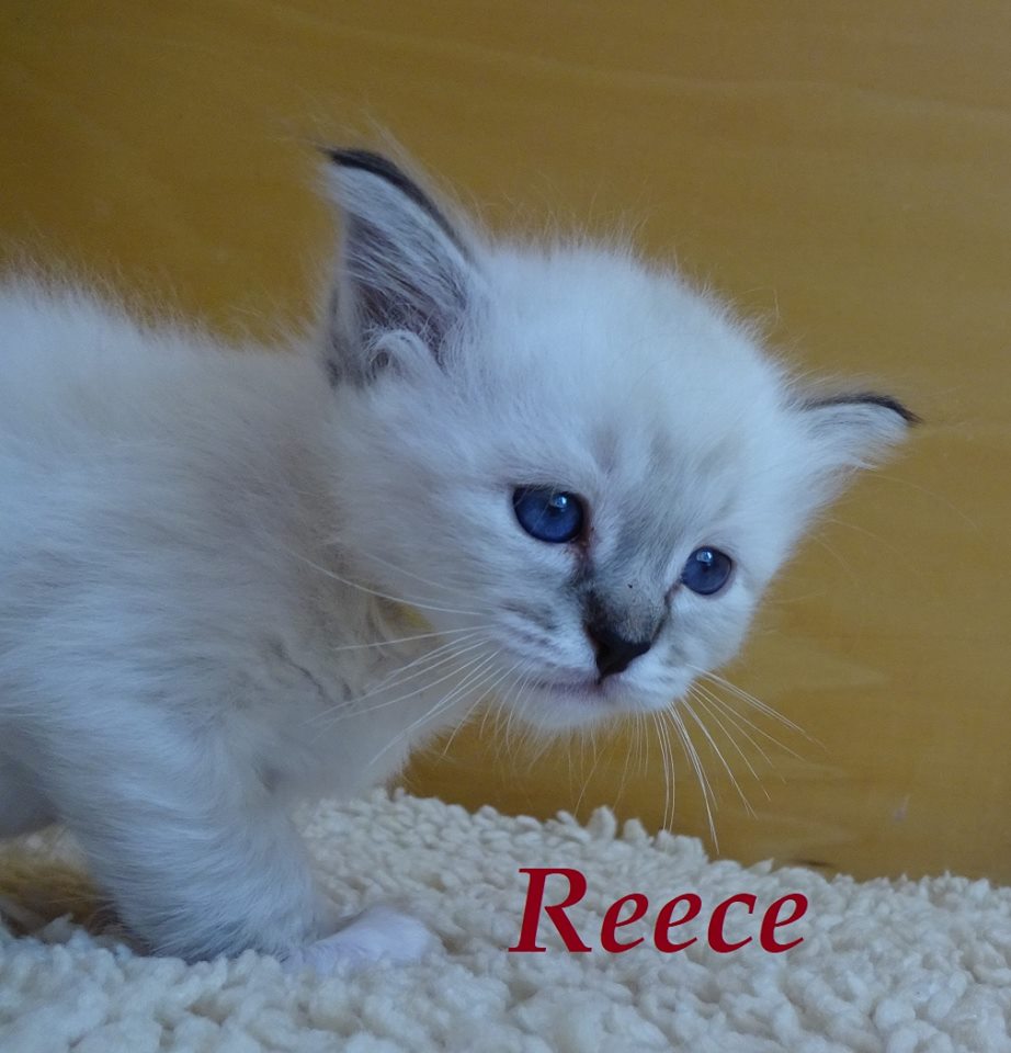 Reece – Birma (Heilige Birma) Kitten, Seal Tabby Point – Foto 2