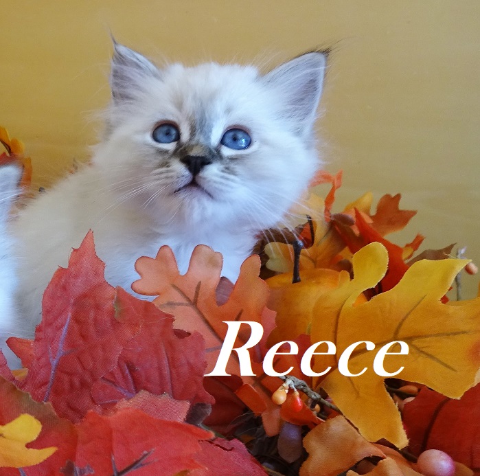 Reece