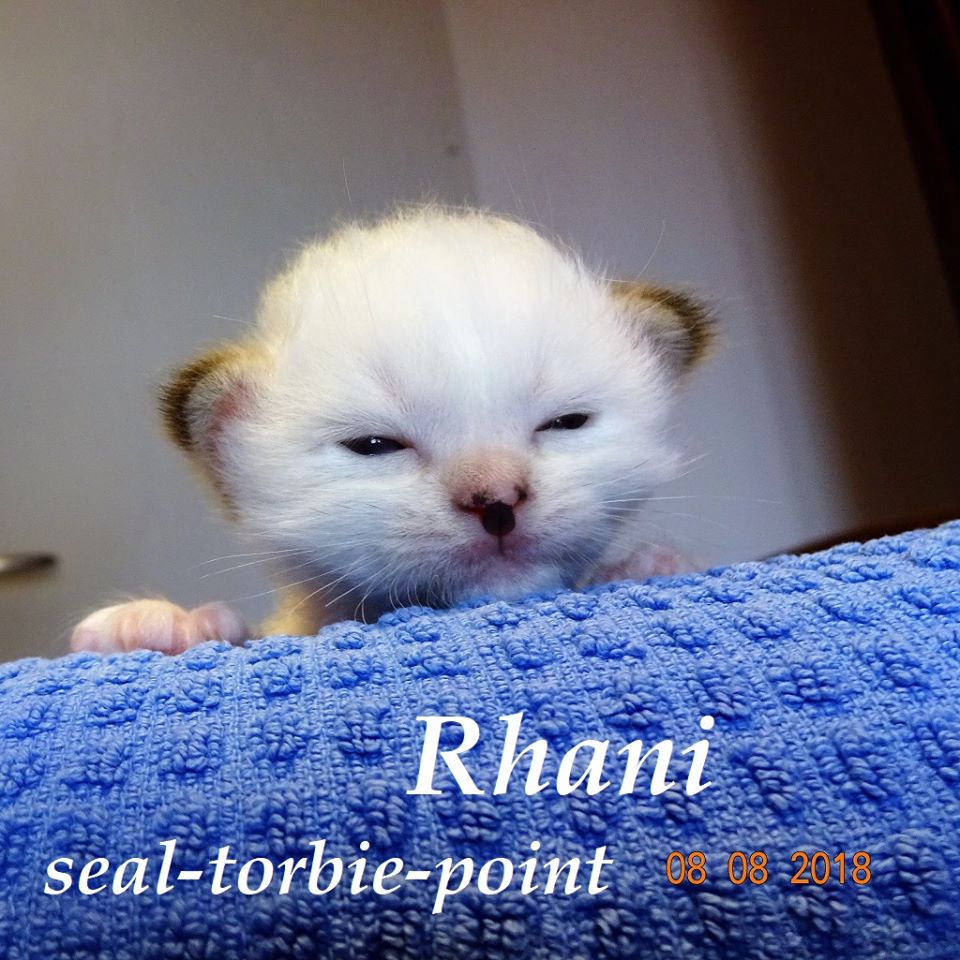 Rhani – Birma (Heilige Birma) Kitten, Seal Torbie Point – Foto 3