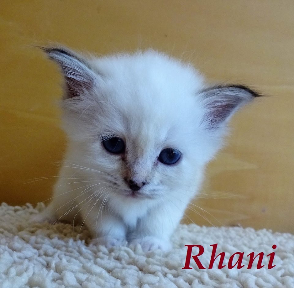 Rhani – Birma (Heilige Birma) Kitten, Seal Torbie Point – Foto 2