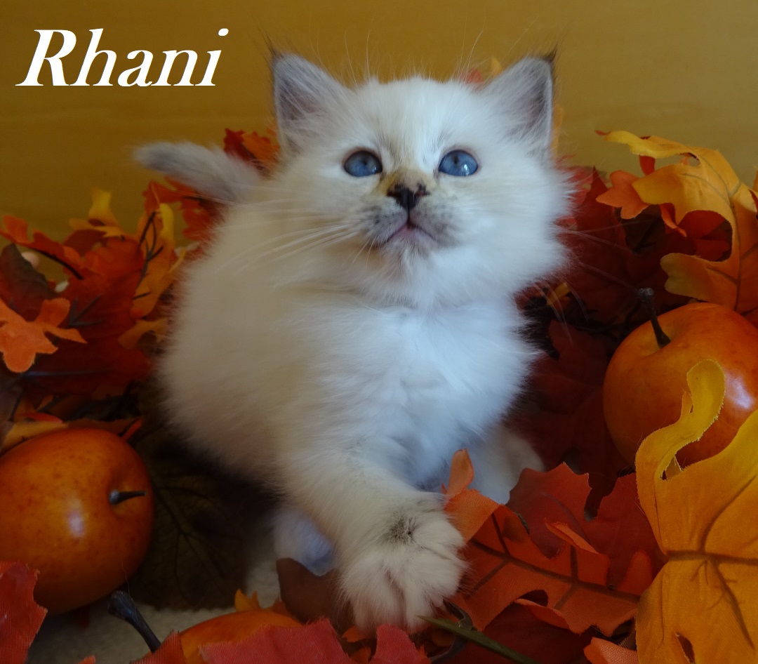 Rhani