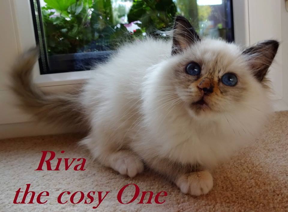 Riva the cosy One – Heilige Birma – Foto 4