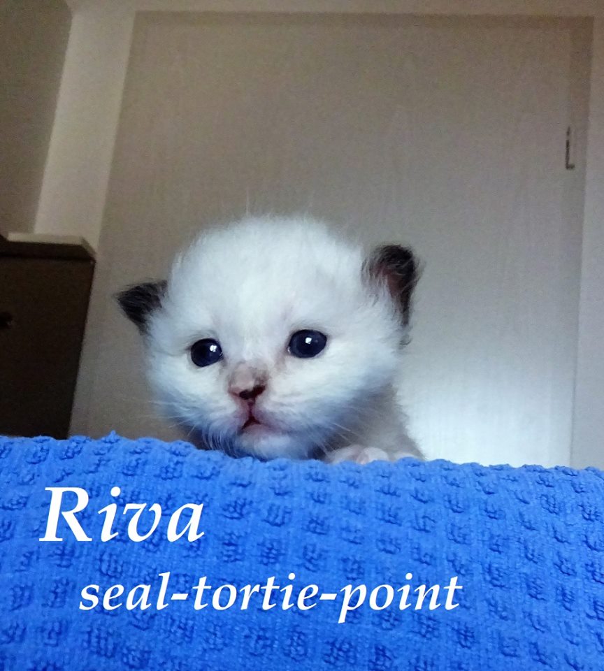 Riva the cosy One – Chaton Sacré de Birmanie, Seal Tortie Point – Photo 3