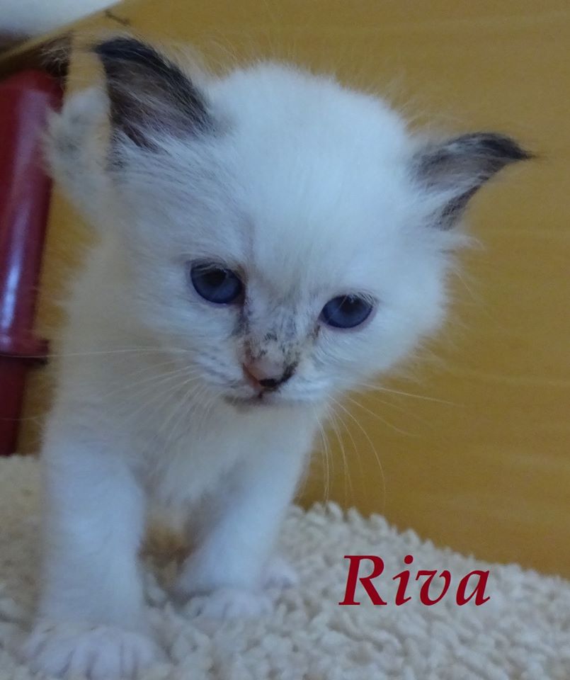Riva the cosy One – Chaton Sacré de Birmanie, Seal Tortie Point – Photo 2