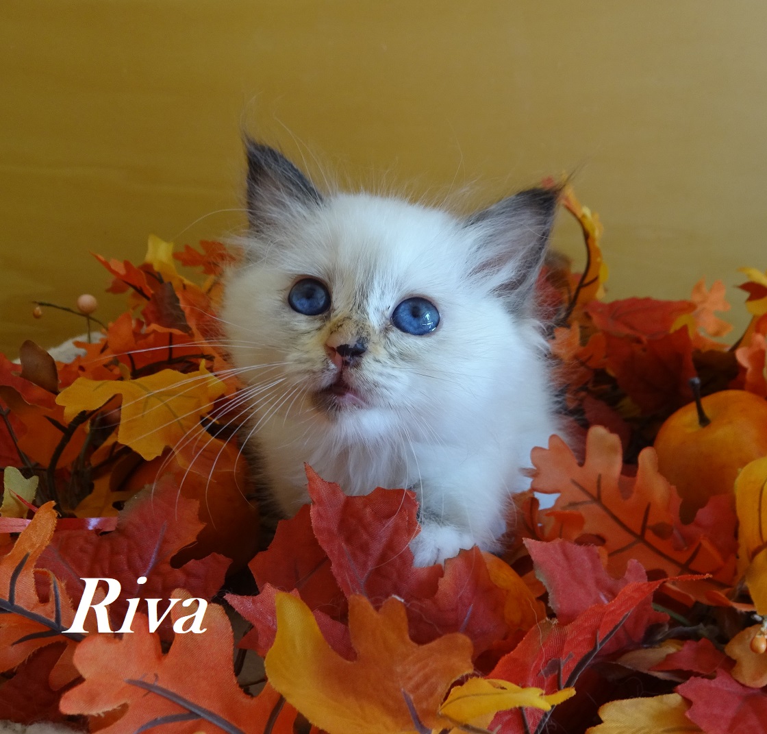 Riva the cosy One