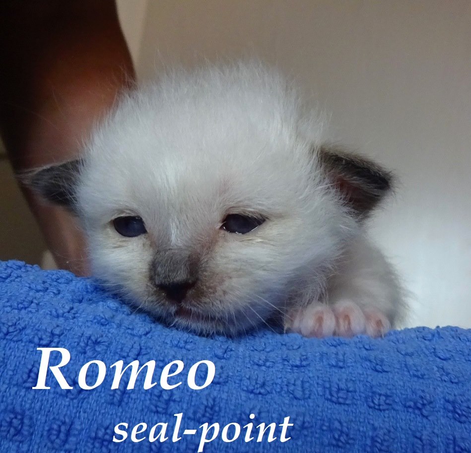 Romeo – Birma (Heilige Birma) Kitten, Seal Point – Foto 3