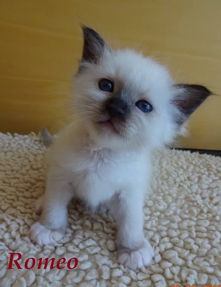 Romeo – Birma (Heilige Birma) Kitten, Seal Point – Foto 2