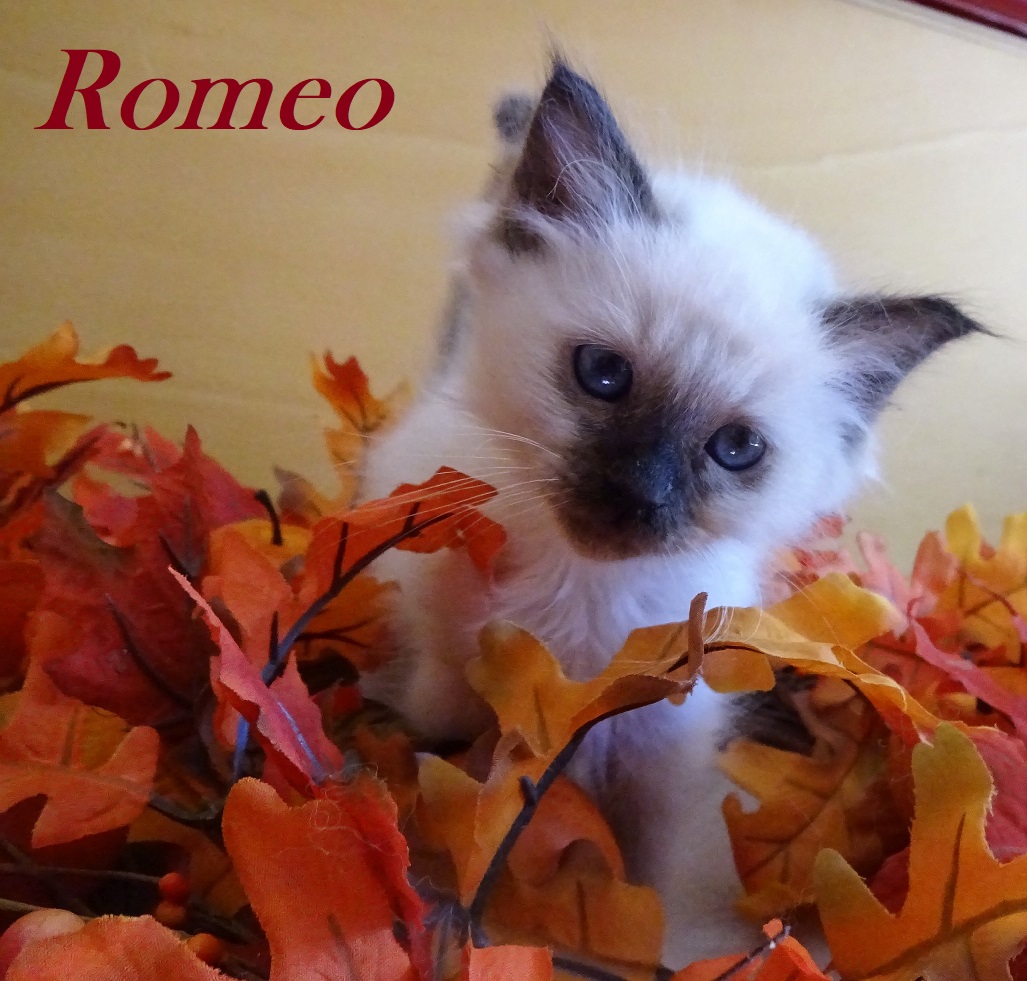 Romeo