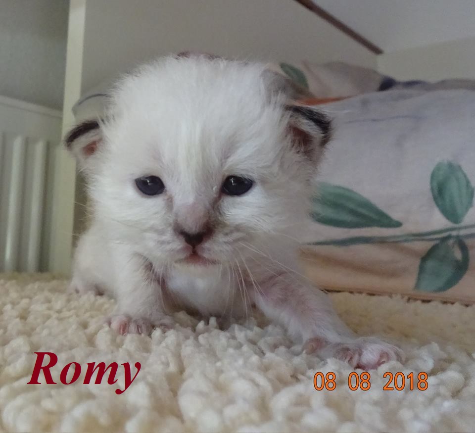Romy – Birma (Heilige Birma) Kitten, Seal Tabby Point – Foto 3