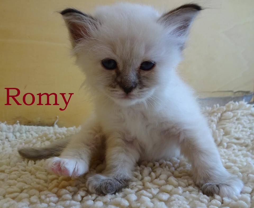 Romy – Birma (Heilige Birma) Kitten, Seal Tabby Point – Foto 2