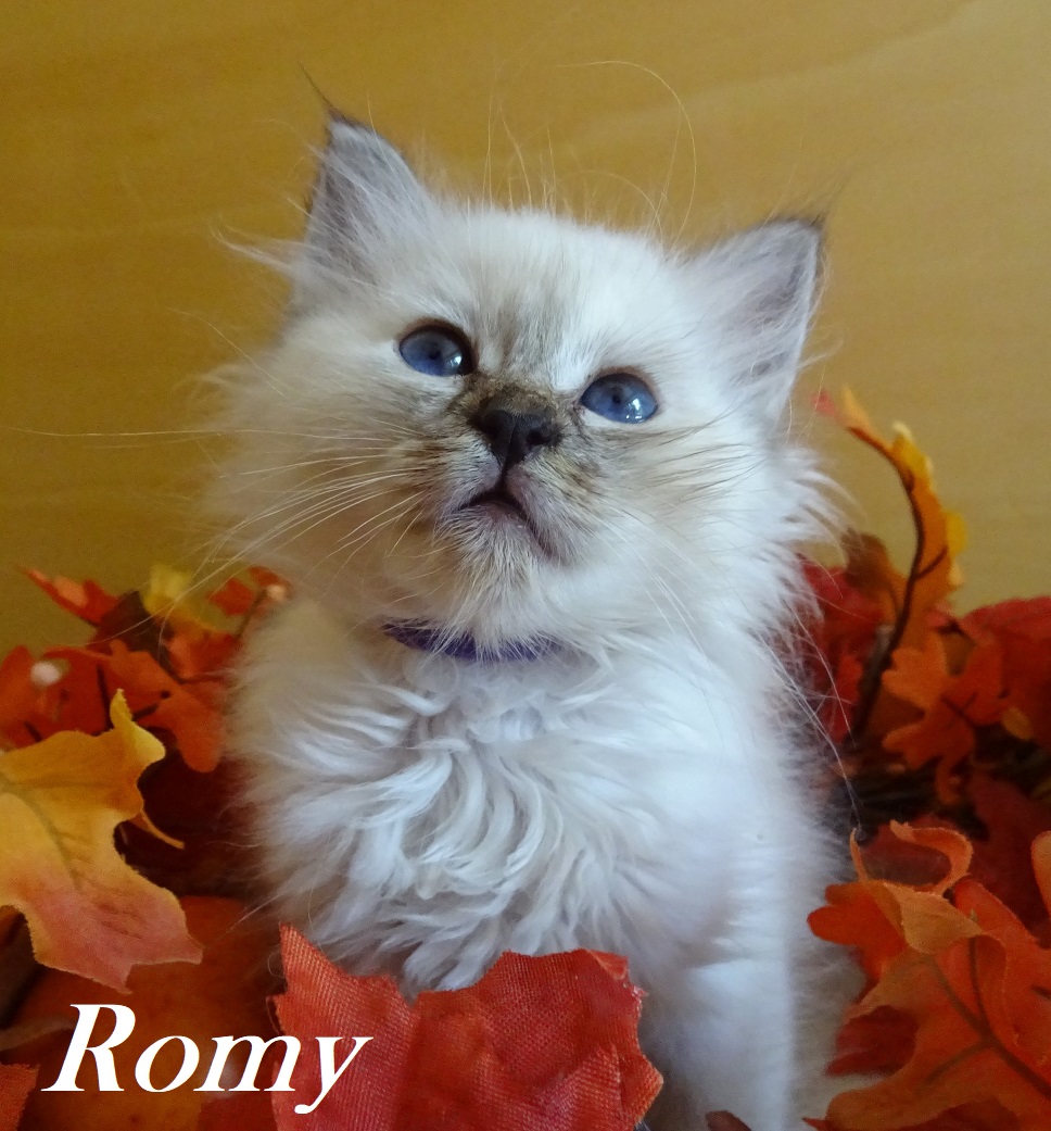 Romy