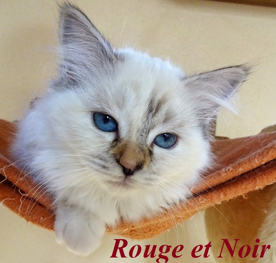 Rouge et Noir the cosy One