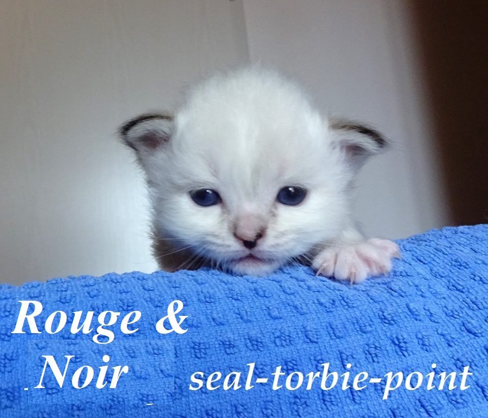 Rouge et Noir the cosy One – Chaton Sacré de Birmanie, Seal Torbie Point – Photo 2