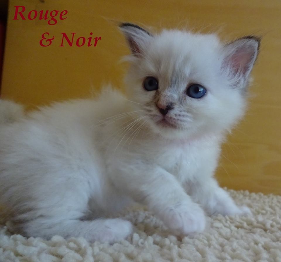 Rouge et Noir the cosy One