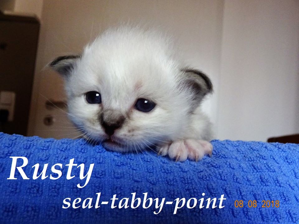 Rusty – Birma (Heilige Birma) Kitten, Seal Tabby Point – Foto 3