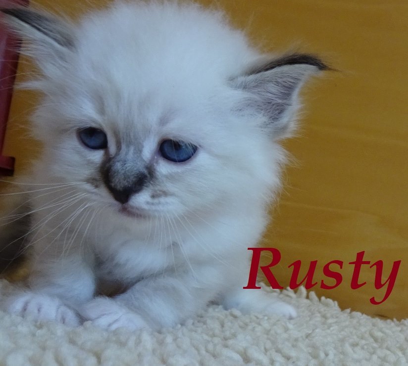 Rusty – Birma (Heilige Birma) Kitten, Seal Tabby Point – Foto 2