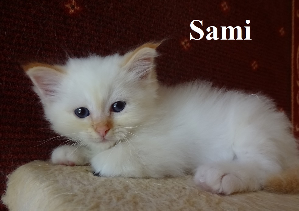 Sami – Birma (Heilige Birma) Kitten, Red Tabby Point – Foto 2