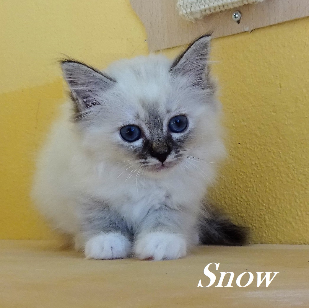 Snow – chaton Birman (Sacré de Birmanie), Seal Torbie Point – Photo 2