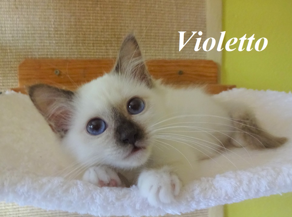 Violetto the cosy One – Birma (Heilige Birma) Kitten, Chocolate Point – Foto 2