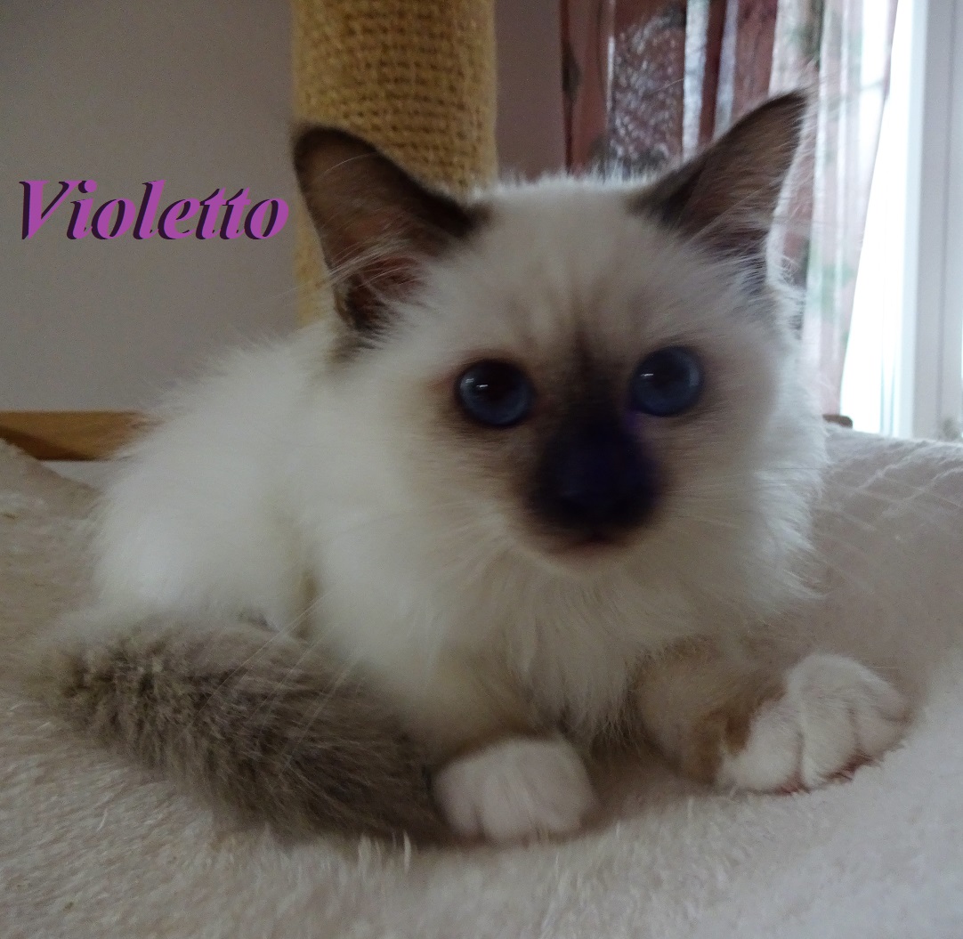 Violetto the cosy One