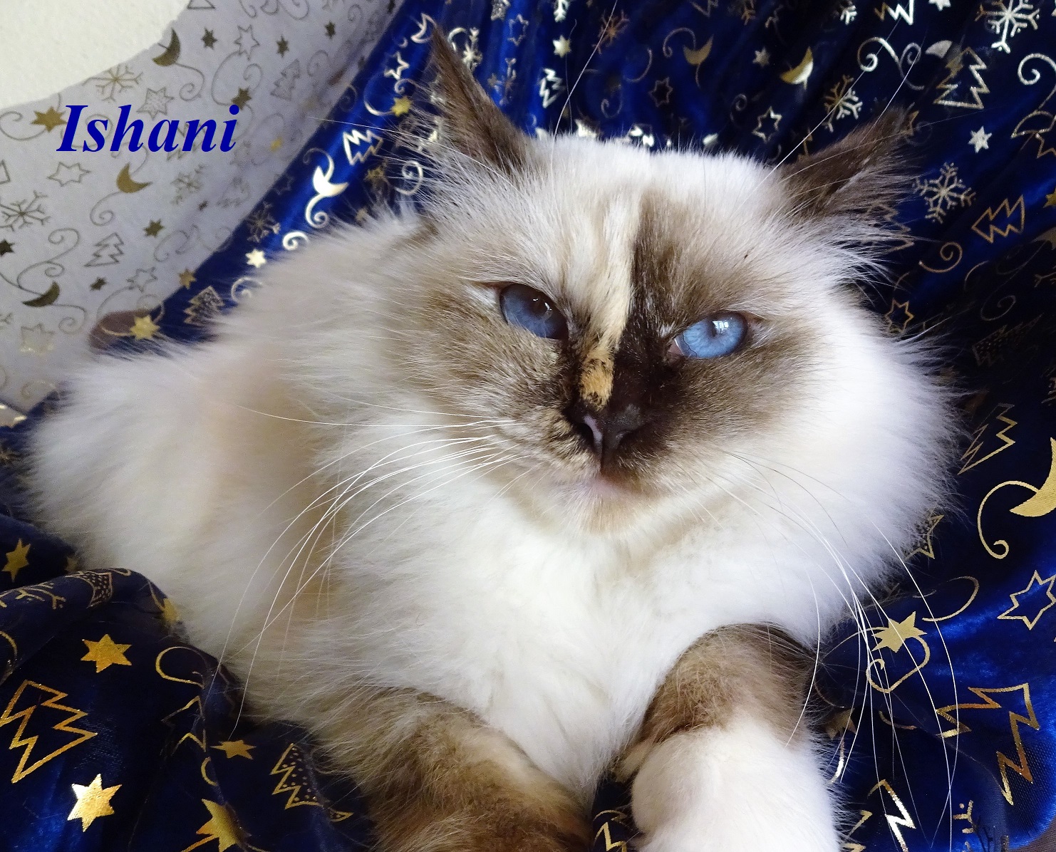 Ishani the cosy Beauty – Heilige Birma, Chocolate Tortie Point – Foto 2