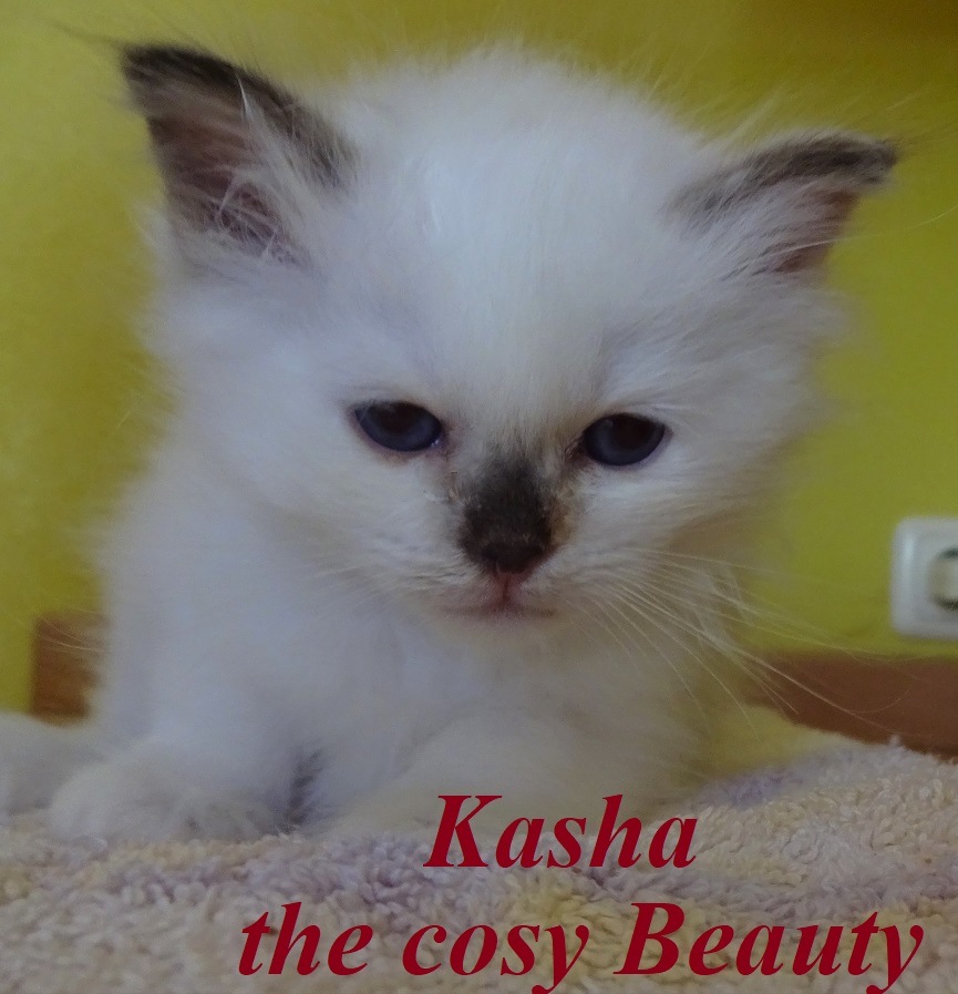 Kasha the cosy Beauty
