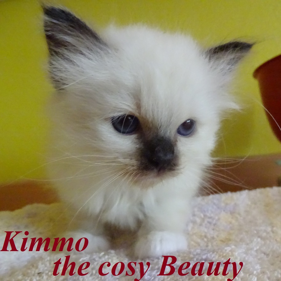 Kimmo the cosy Beauty