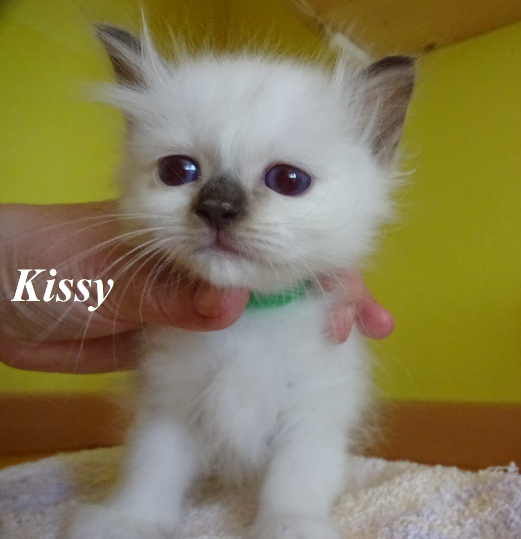 Kissy the cosy Beauty