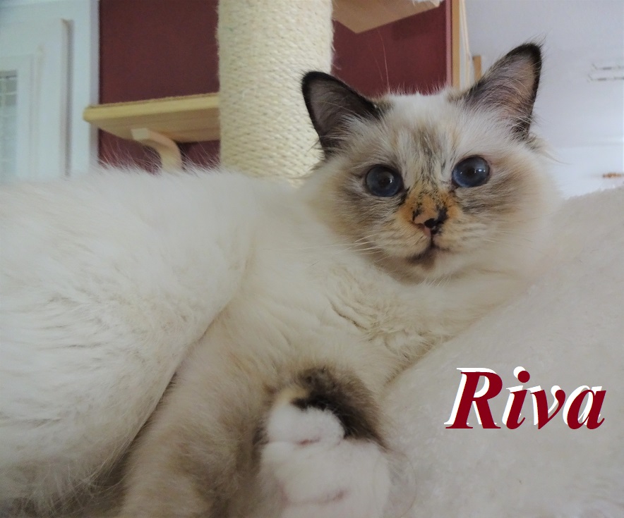 Riva the cosy One – Heilige Birma – Foto 3